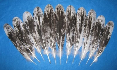 13-15" Dark Black Mottled Tail Feathers