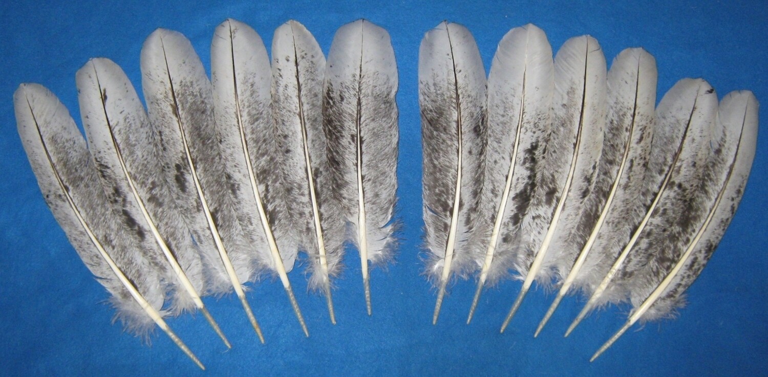 Salt n Pepper Black Mottled Secondary Wings