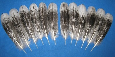 Dark Black Mottled Secondary Wings