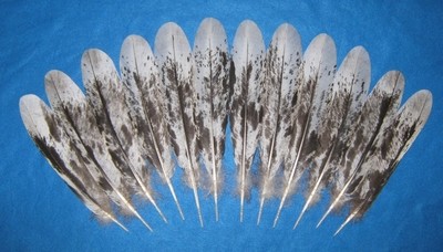 13-15" Medium Black Mottled Tail Feathers