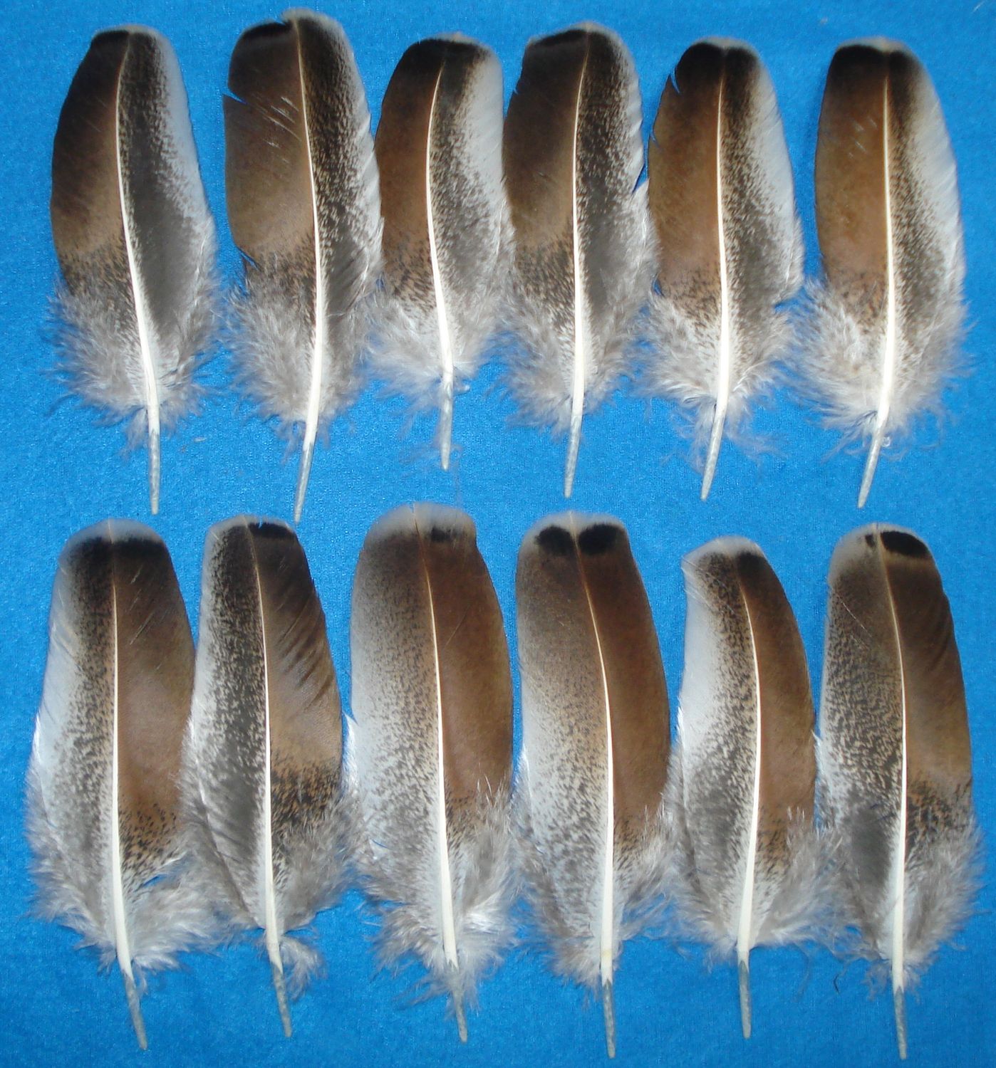 Sweetgrass Wing Coverts