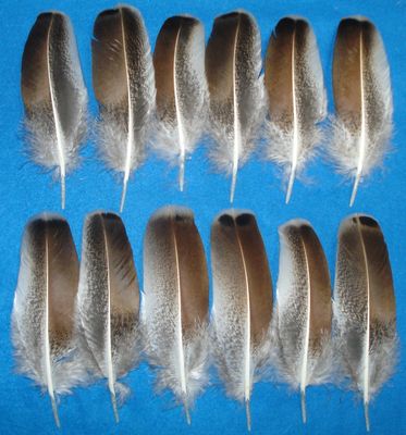 Sweetgrass Wing Coverts