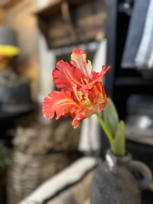 Brynxz | Papegaai Tulp | Oranje