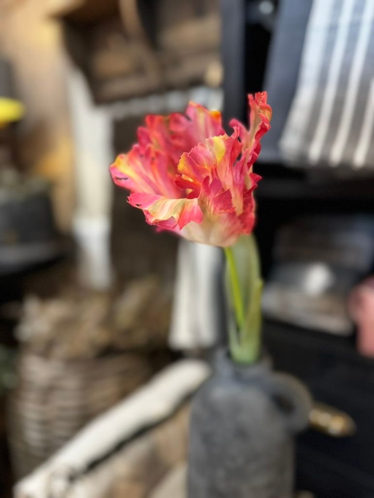 Brynxz | Papegaai Tulp | Roze