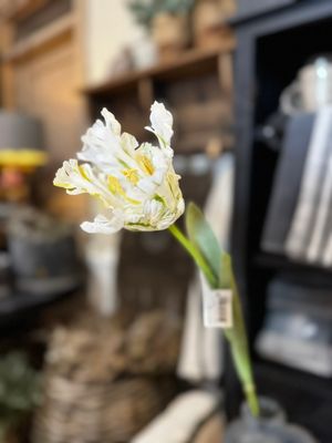 Brynxz | Papegaai Tulp | Wit