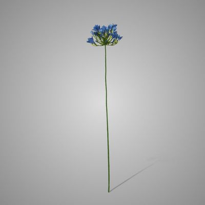 Brynxz | Agapanthus