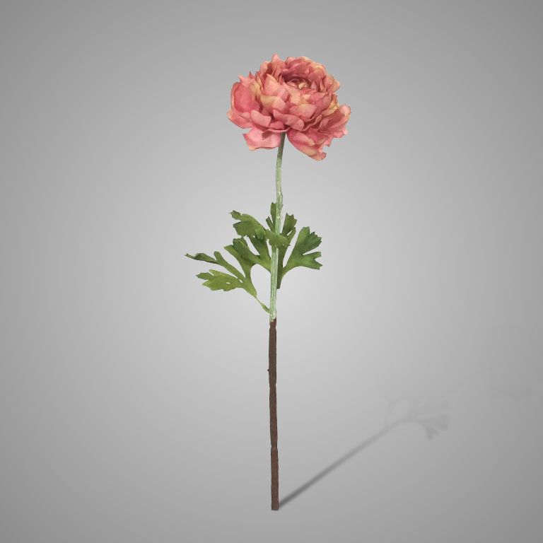 Brynxz | Ranunculus