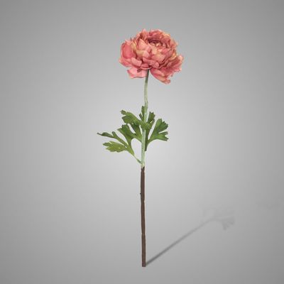 Brynxz | Ranunculus