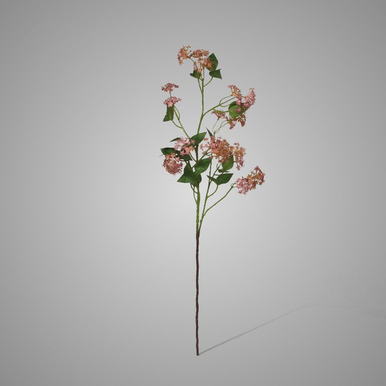 Brynxz | Lantana