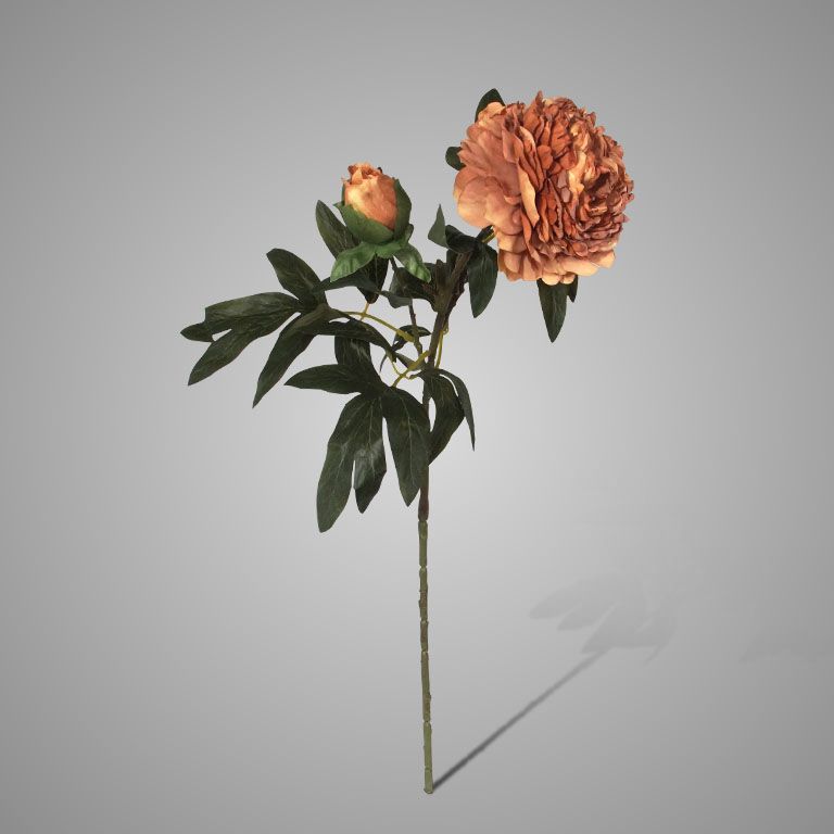 Brynxz | Peony | Bruin