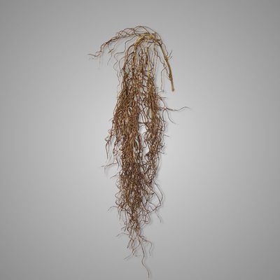 Brynxz | Zijdetak | Twig