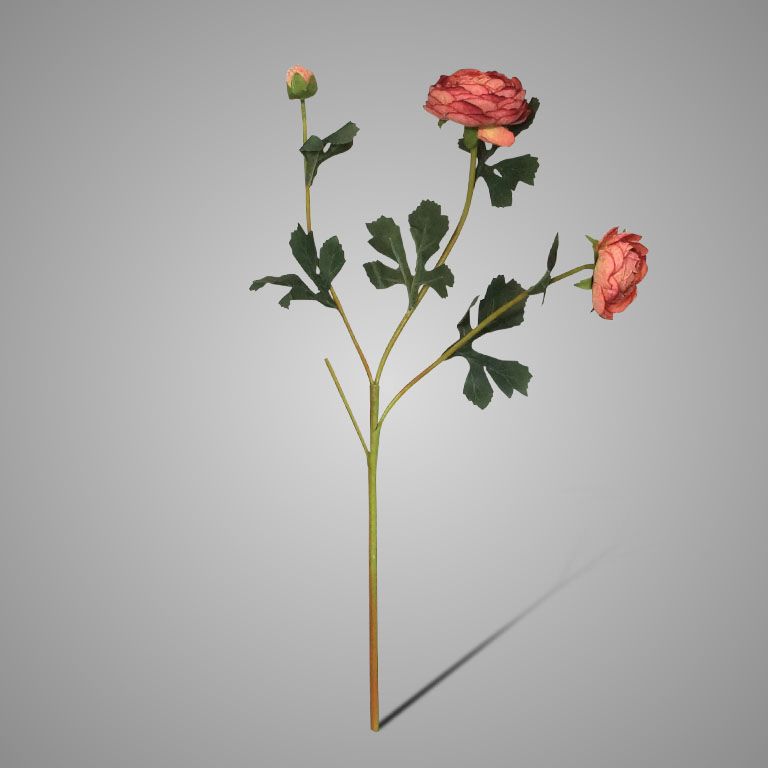 Brynxz | Ranonkel Roze