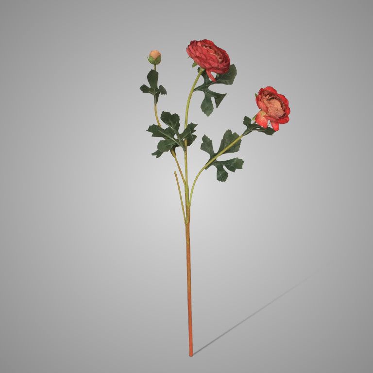 Brynxz | Ranonkel Red