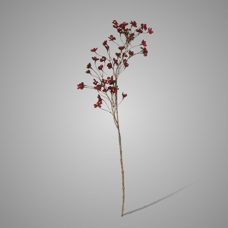 Brynxz | Cornus Bordeaux