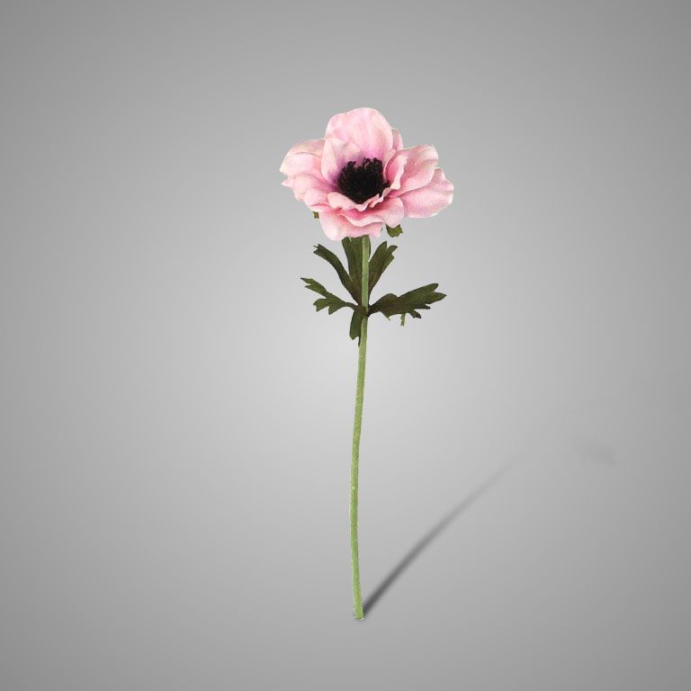 Brynxz | Anemone Roze