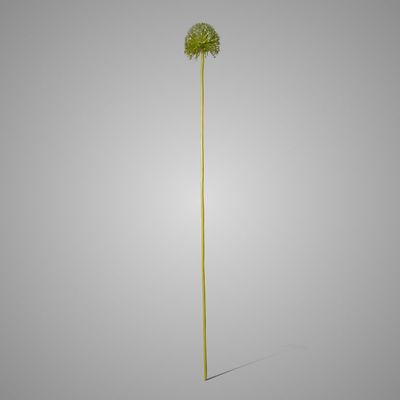 Brynxz | Allium | Groen