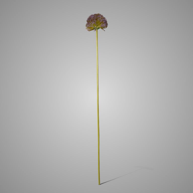 Brynxz | Allium | Paars