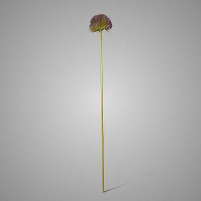 Brynxz | Allium | Paars