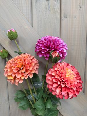 Dhalia | Zijdebloem