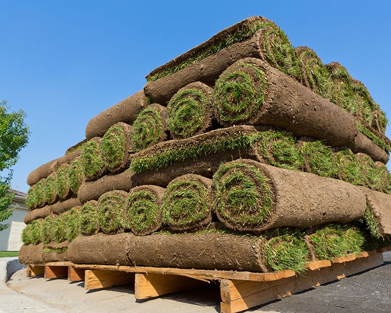Sod Lawn