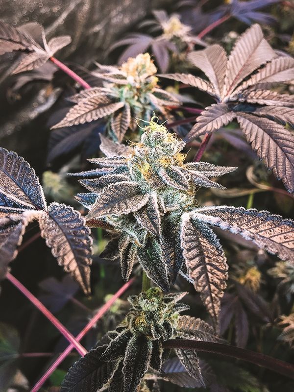 Sports Farmer "Grape Licorice Cookies"