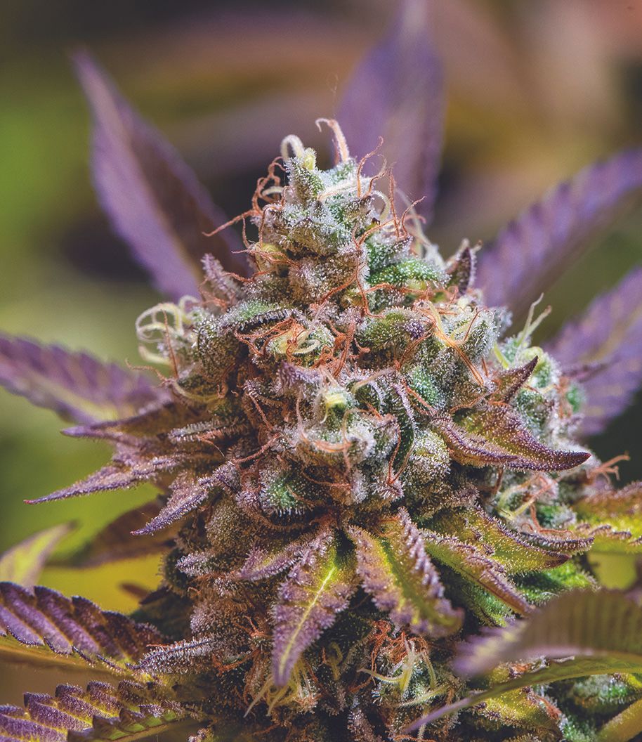 Nick Johnson "Gelato Cake II"