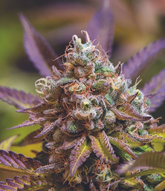 Nick Johnson "Gelato Cake II"