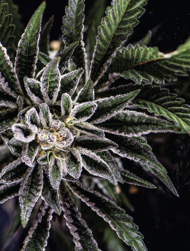Nick Johnson "Crescendo Sour Cookies"