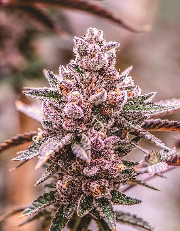 Nick Johnson "Tropicana Cookies"