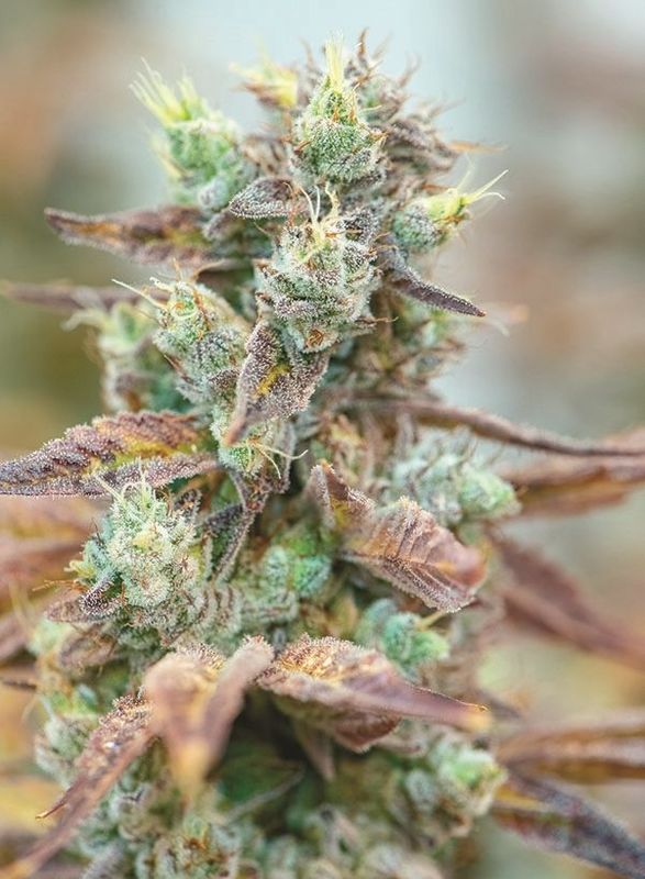 Nick Johnson "GG4"