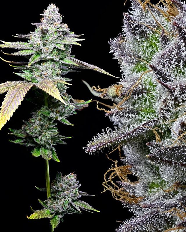 @Surface_area999 "Lemon Sherbert"