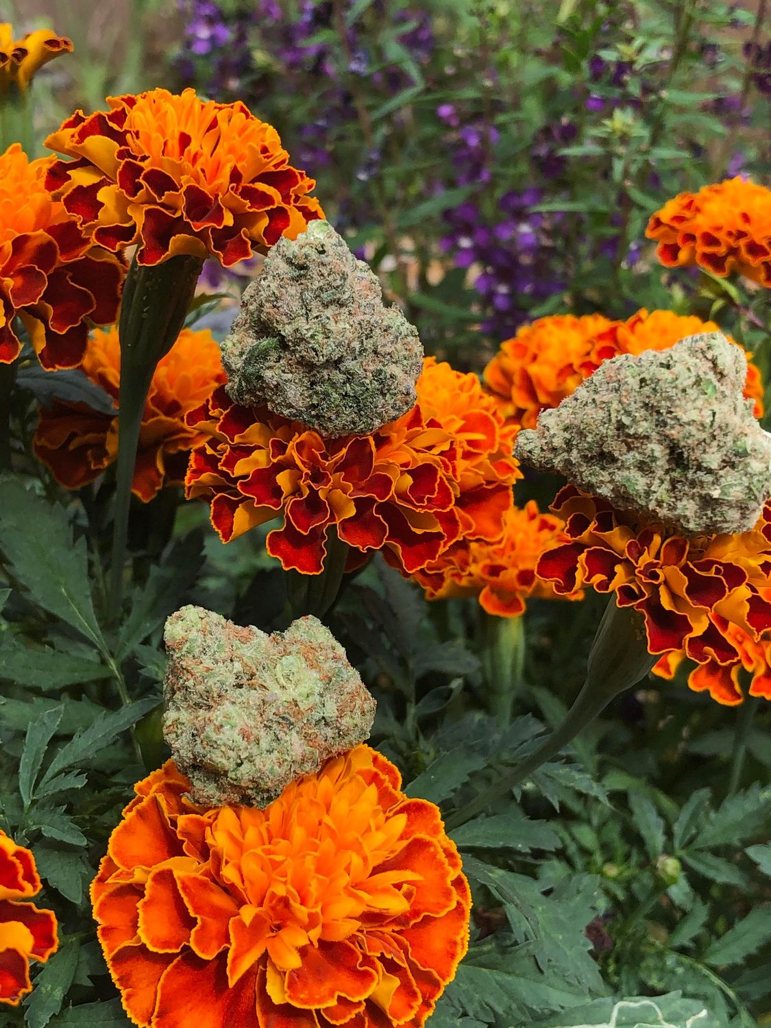 CheechandBlonde "Slurricane"