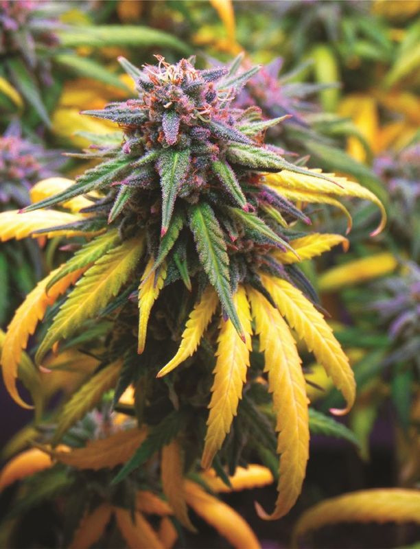 Indica "Harvest Party"