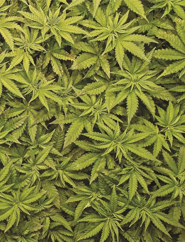 Indica "Pretty Ladies"