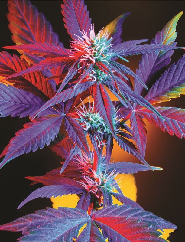 Indica "Prism Dream"
