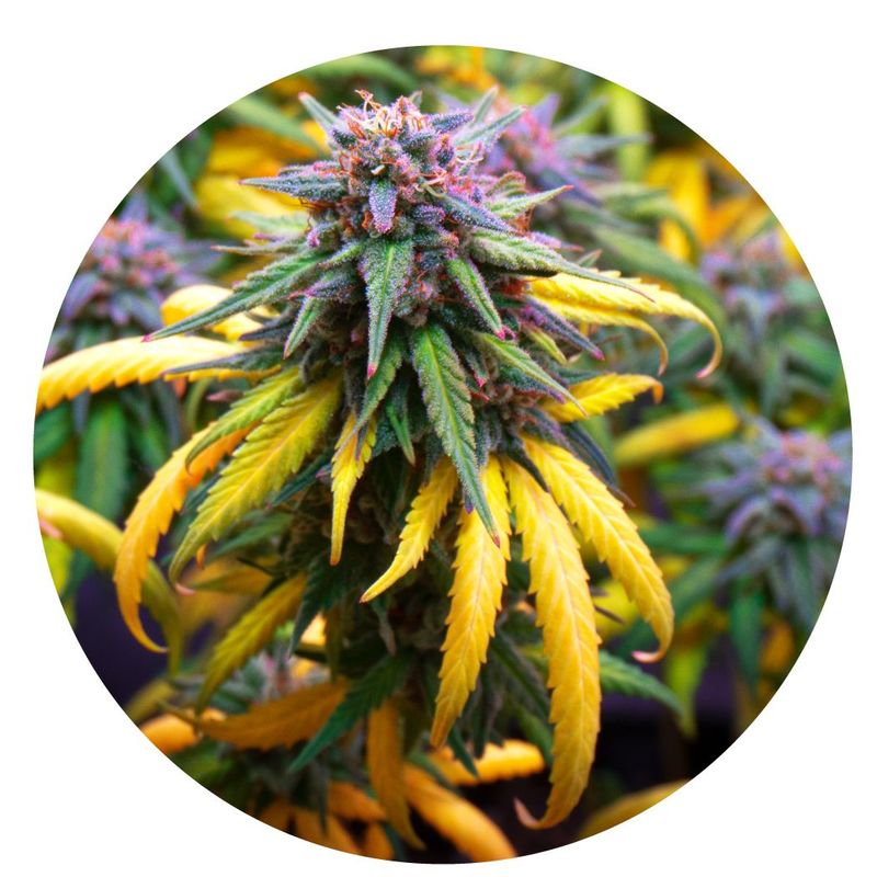 Indica "Harvest Party" 3.5" Coaster Box Set of 4