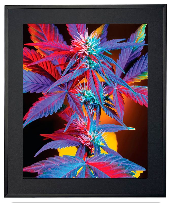 Indica "Prism" Wall Art - Framed