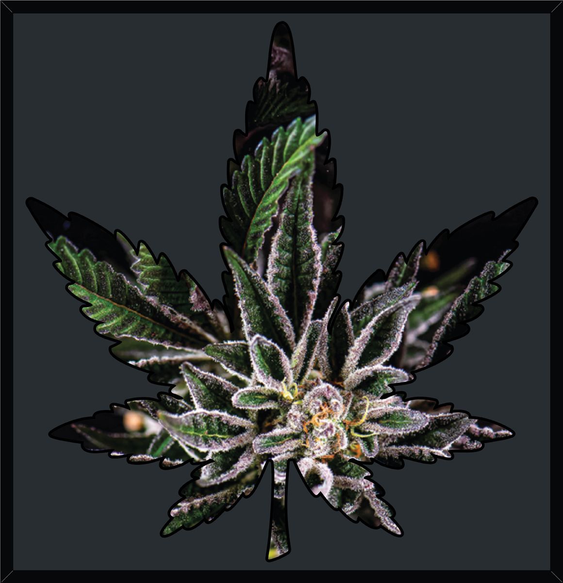 Nick Johnson "Crescendo Sour Cookies" Wall Art - Framed