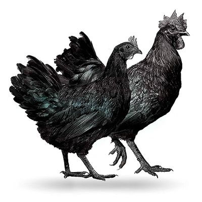 Venta de Pollitas y gallos Ayam Cemani [Temuco] - de 1 día a 30 días