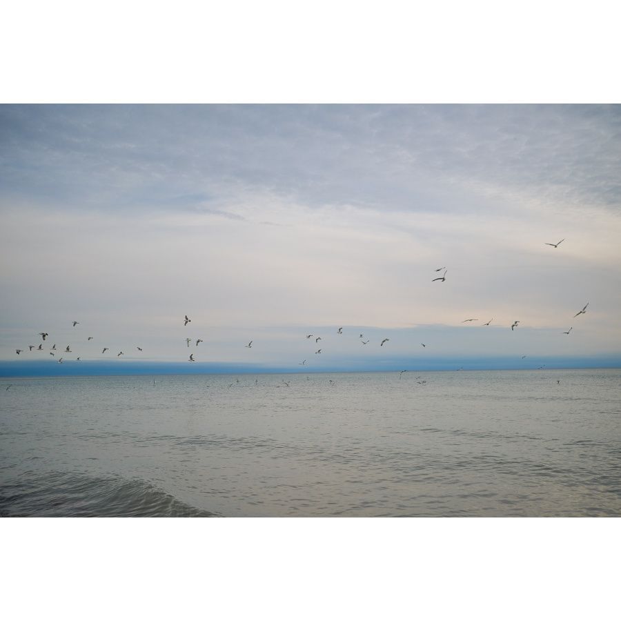 alberta birds