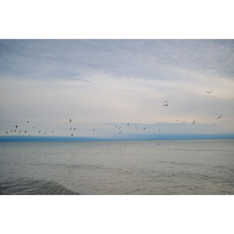 alberta birds