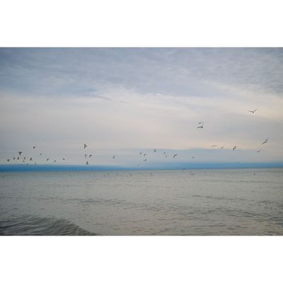 alberta birds