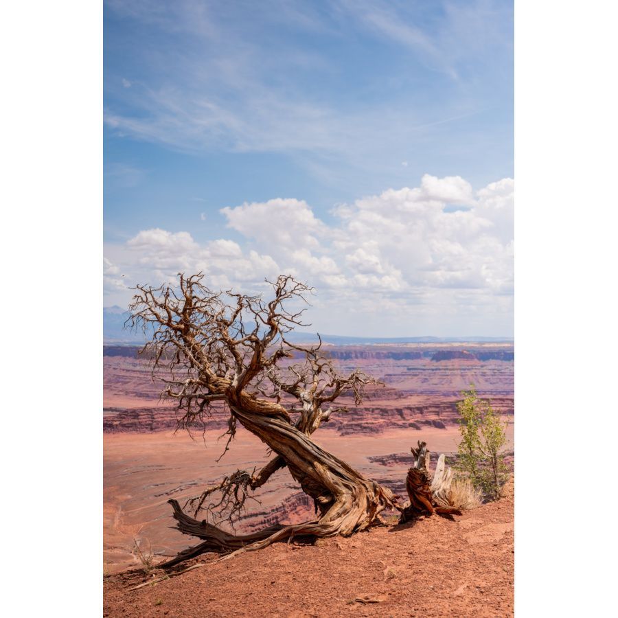 bare tree at dead horse