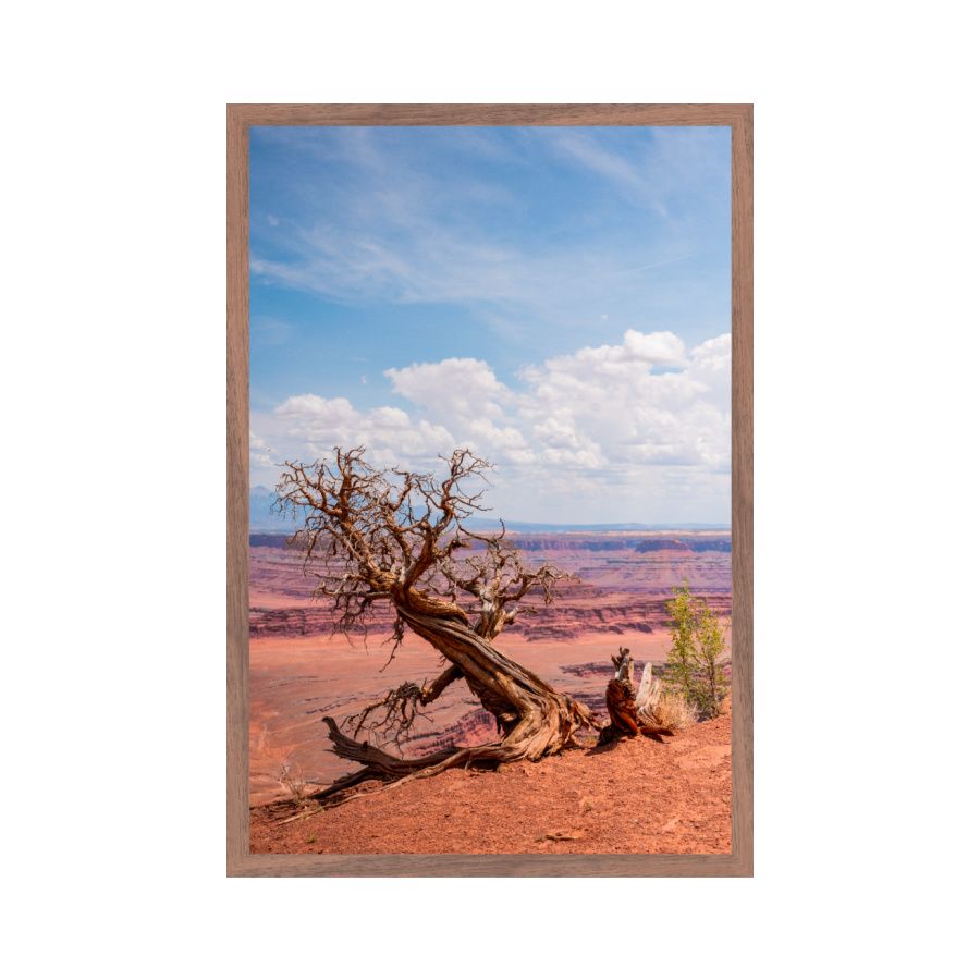 bare tree at dead horse