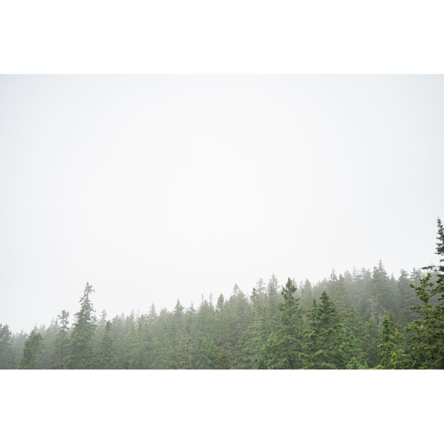 fog at acadia