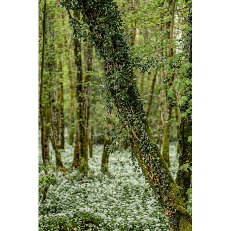 forest at loch ness