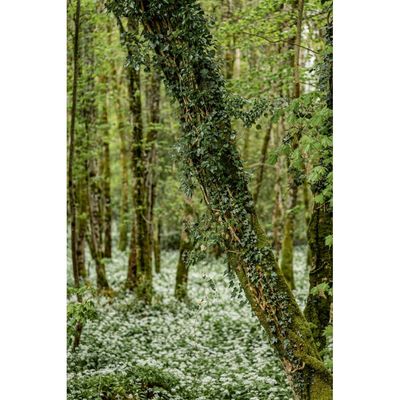forest at loch ness