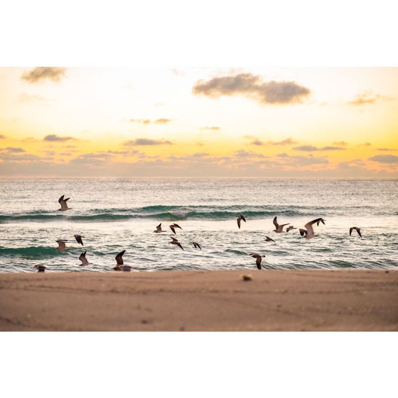 miami birds