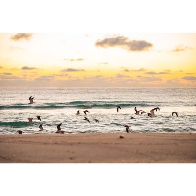 miami birds