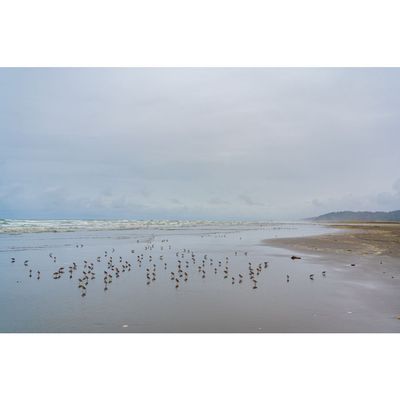 pnw birds